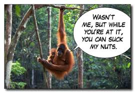 orangutan hanging in the tree 