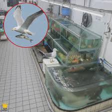 Helping a drowning seagull with a stuck lure