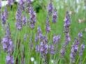 Perennial : Plant View - Lavandula x intermedia aposGrossoapos