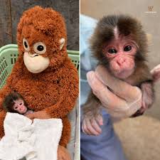 Discvr - Ichikawa City Zoo released rare baby photos of ...