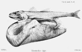 Image result for Chiasmodon niger