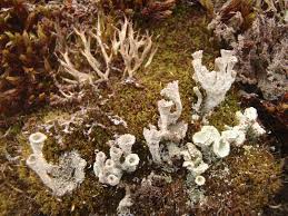 Image result for Cladonia metacorallifera