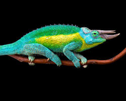 Camaleão-de-Jackson
