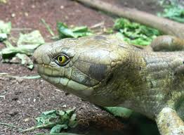 Resultado de imagem para corucia zebrata solomon islands