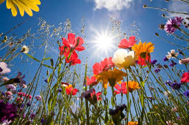 Risultati immagini per immagine fiori