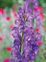 Monkshood