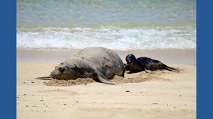 Seattle man investigated after viral video appears to show object thrown at monk seal in Maui