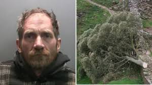 Sycamore Gap tree convict Daniel Graham released from prison — BBC