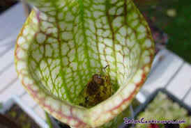 Résultat de recherche d'images pour "plante carnivore Sarracenia"