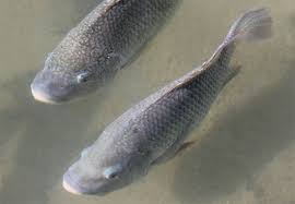 Resultado de imagem para A CRIAÇÃO DA TERRA - IMAGEM