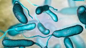 Autoridades sanitarias reportan la primera muerte de 2026 por la bacteria Vibrio en Palm Beach