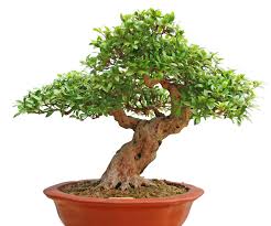 Image result for bonsai tree