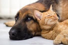Résultat de recherche d'images pour "cats and dogs living together pictures"