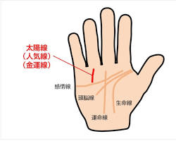 薬指の付け根から縦に伸びる線（太陽線、人気線）の画像