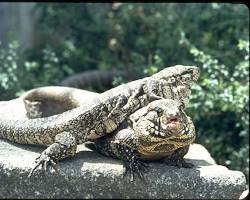 Lagarto-teiú