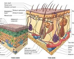Integumentary Histology 4