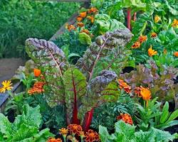 Image of Fall vegetables garden