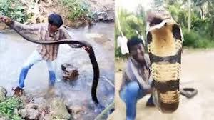 The аmаzіпɡ гeѕсᴜe of a brave cobra and its 15 precious eggs. n