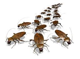 Image result for pest control