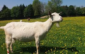 Image result for GOAT