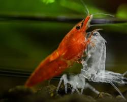 various shrimp species in an aquariumの画像