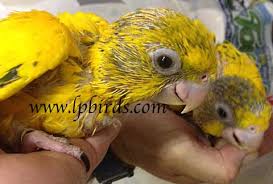 Image result for baby macaw parrot for sale
