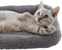 10 recommended fluffy cat cushionsの画像