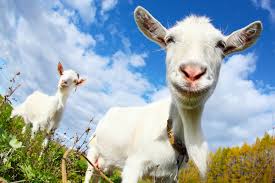 Image result for GOAT