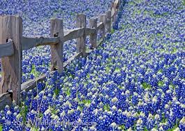 Image result for flooded fences in texas