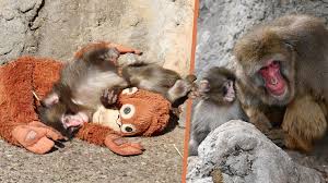 Punch tröstete sich mit Plüschtier: Einsames Kuschel-Äffchen findet Freunde