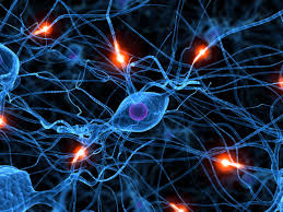 http://estaticos.elmundo.es/elmundosalud/documentos/2006/04/neuronas.swf