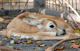 Résultat de recherche d'images pour "dama gazelles"