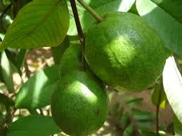 Guava