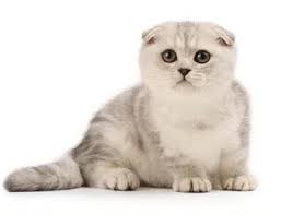 Image result for kucing scottish fold