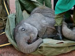A cheery hello from Taroha! As our Nursery Keepers confirm ...