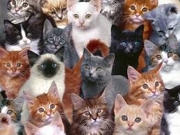 Image result for cats
