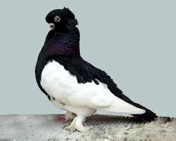 Image result for pigeons