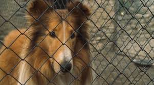 Lassie (2005) is &quot;a new classic...for a new generation.&quot; (BBC ... via Relatably.com