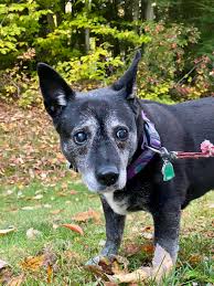 Saying goodbye to Katie tomorrow. : r/olddogs