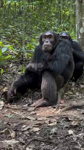 Immerse Yourself in Uganda