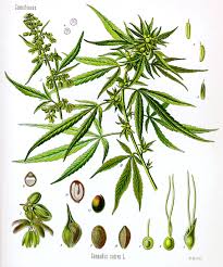 Image result for cannabis