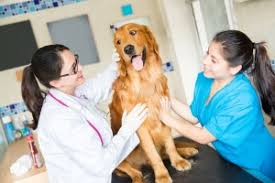 Image result for veterinarian education