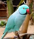 Pictures of 2 parrots talking like humans do download <?=substr(md5('https://encrypted-tbn2.gstatic.com/images?q=tbn:ANd9GcQyb_oLfZ-htjFEZL28oqhxGdX07O5GAwhr3JWe-3CWQKeHimIEnwpSi2g'), 0, 7); ?>