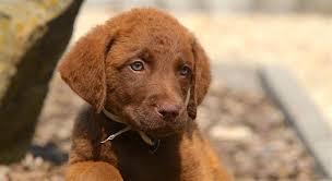 Image result for "Chesapeake bay retriever"