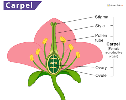 Image of Carpel