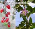 Goji Beeren Wirkung: Wirkungsweise und Inhaltsstoffe