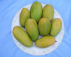 Image of Daseri mango variety