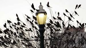 Image result for grackles in san antonio, tx