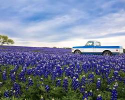 Image of Lady Bird Johnson Wildflower Center Bluebonnets