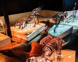 Image of various Houston museums